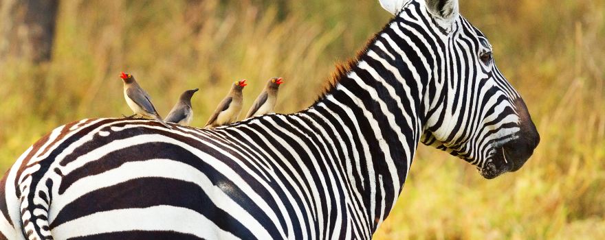 Amboseli