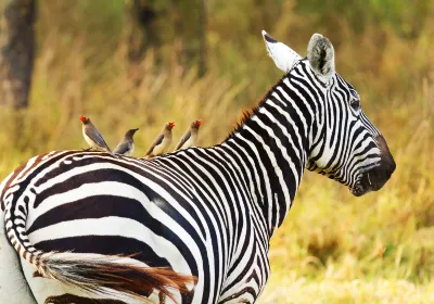 Kajiado