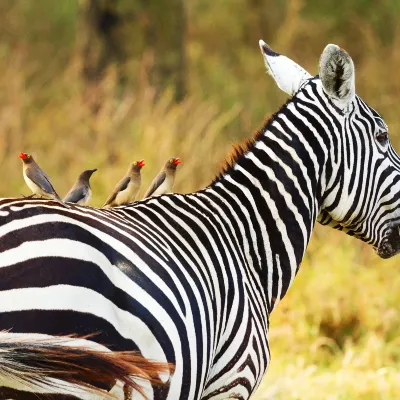 4-Star Hotels in Kisumu