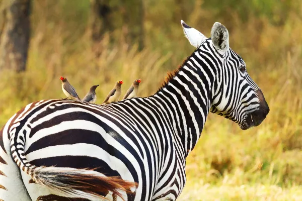 Flug nach Amboseli