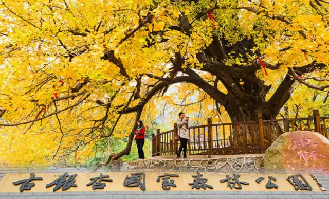 Ginkgo Trees in Xiaogan
