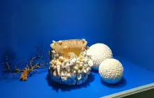 Yalong Bay Shell Museum