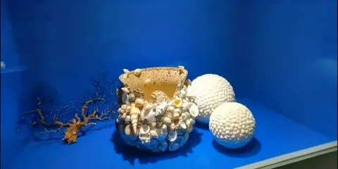 亞龍灣貝殼館