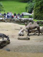 Зоопарк Антверпена