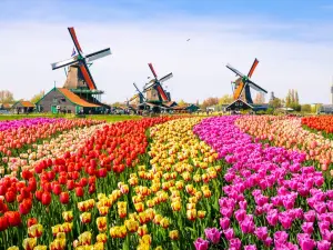 TULIP FESTIVAL AMSTERDAM