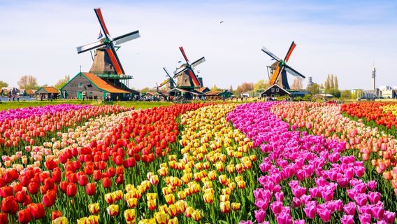 TULIP FESTIVAL AMSTERDAM