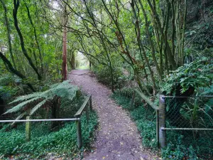 Hokitika螢火蟲山洞