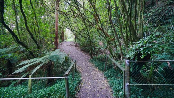 Glow Worm Dell