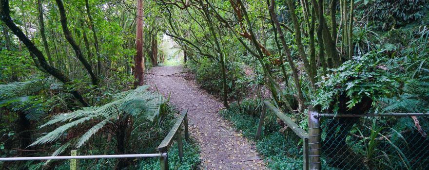 Glow Worm Dell
