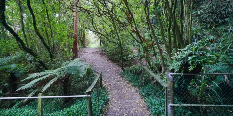 Hokitika螢火蟲山洞