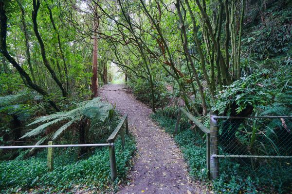 Glow Worm Dell