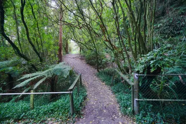 Glow Worm Dell
