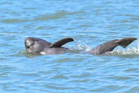 Nanjing Dolphin Watching