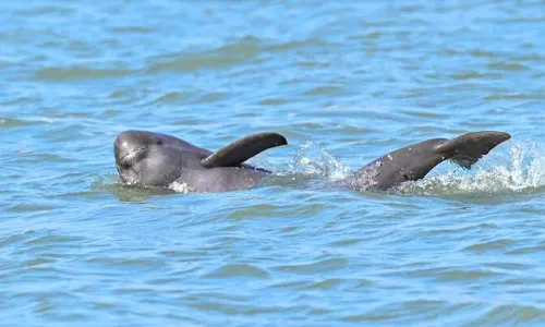 Nanjing Dolphin Watching