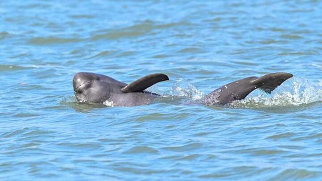 Yangtze Dolphin Watching in Nanjing