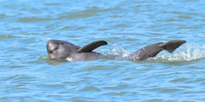 南京觀賞長江江豚