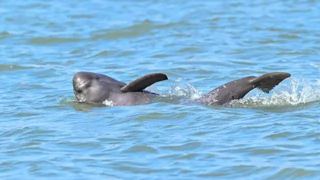 Yangtze Dolphin Watching in Nanjing