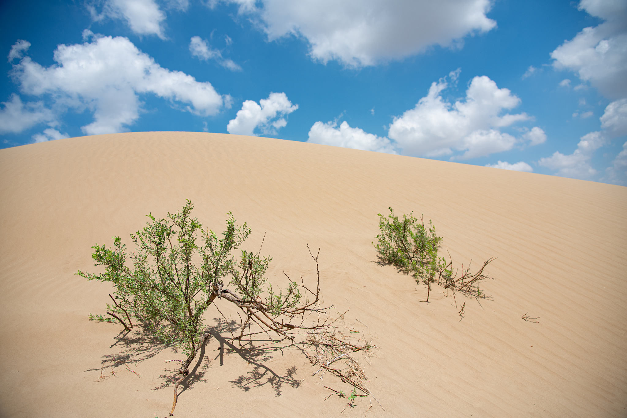 Maowusu Desert