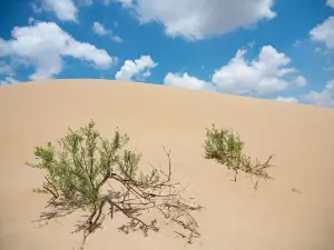 Maowusu Desert