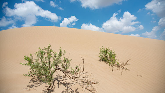 Maowusu Desert