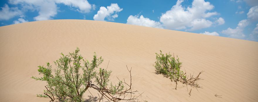 Maowusu Desert