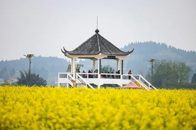 Rapeseed Flower Viewing in Chongqing