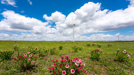 Сила степи Хуэй-Ци-Лу