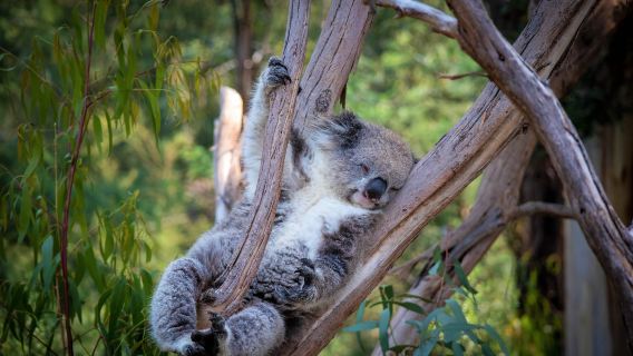 Healesville Sanctuary