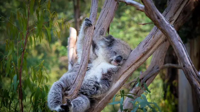 3_Healesville Sanctuary