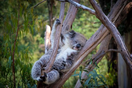 Réserve d'Healesville