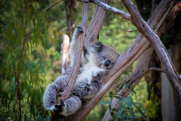 Healesville Sanctuary