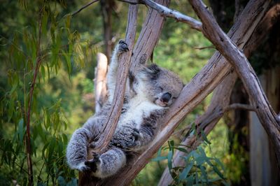 Healesville Sanctuary