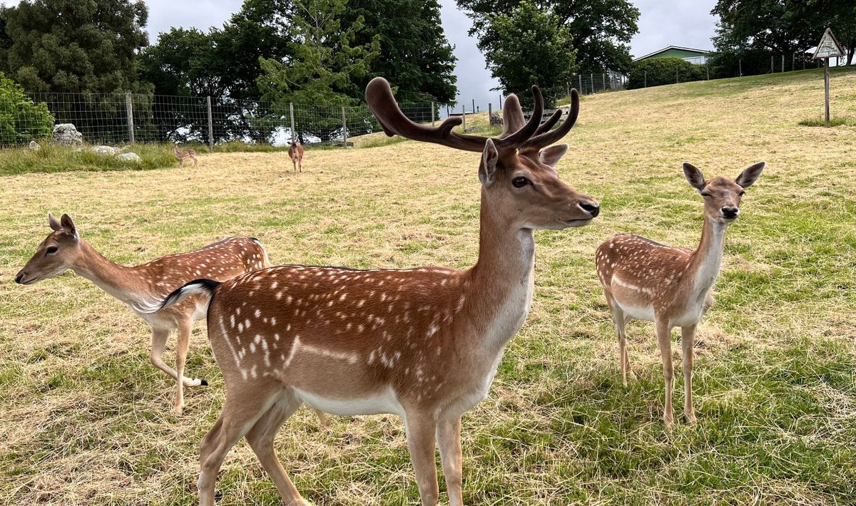 Deer Park