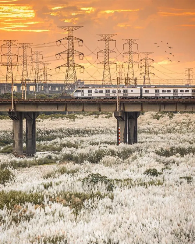彰化大度橋 芒草