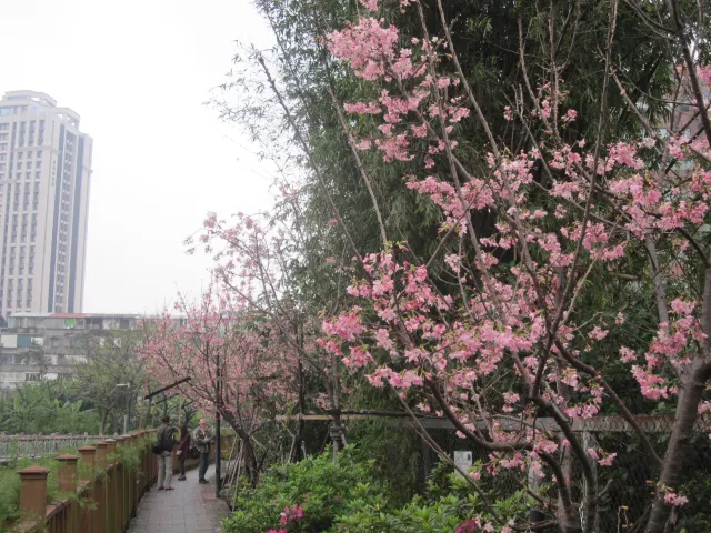 【櫻花季】粉紅大爆發,新北13處賞櫻勝地推薦打卡熱點一次看