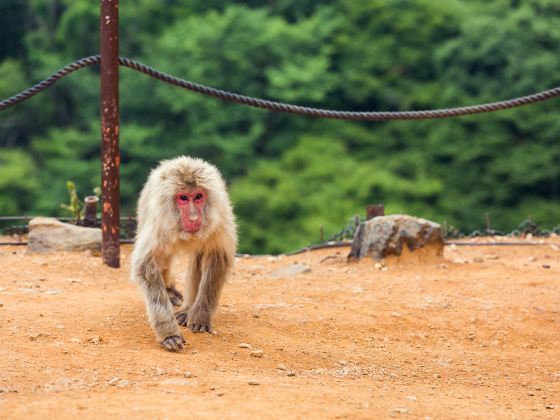 Arashiyama Monkey Park Iwatayama