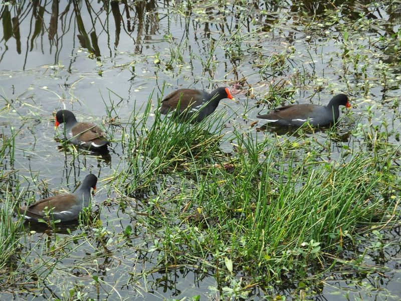 Guanyinhu Wetland Park