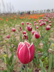 海絲生態公園向日葵花海