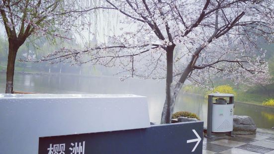 樱花季的樱洲真是美得不可思议!了解了她的历史，更是让人心神一