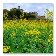 半岛翡丽海鲜自助餐厅 User Photo