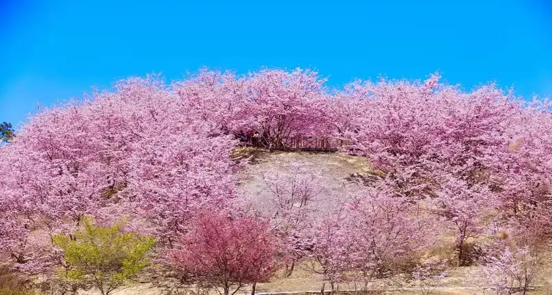 4_仙居山櫻花園