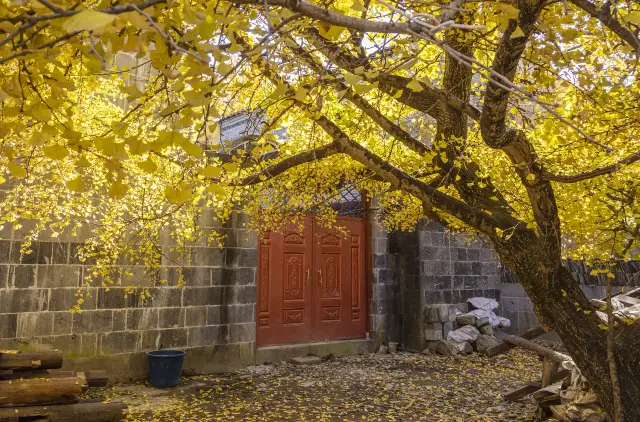 Ginkgo Trees in Baoshan