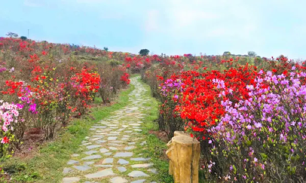 ฟูโจวเมฆติ้ง