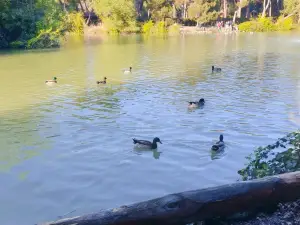 Parco Pineta