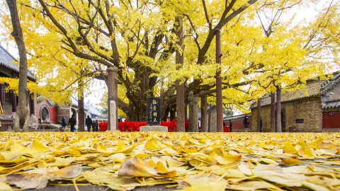 浮來山風景區 attraction in 日照