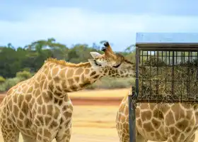 Monarto Safari Park