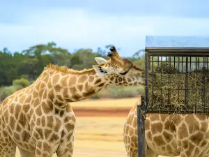 Monarto Safari Park