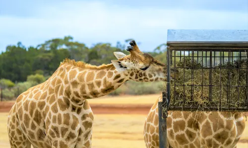 Monarto Safari Park
