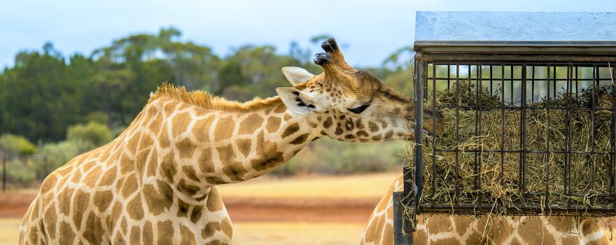 Monarto Safari Park