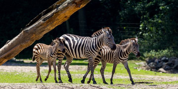 Burgers' Zoo